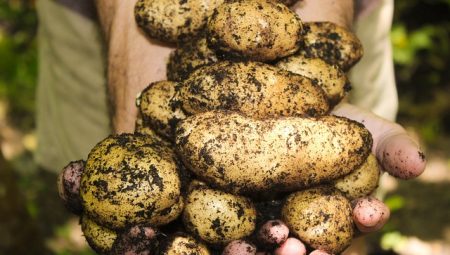 Patates Cipsi Neden Yanık Tadı Verir?