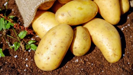 Patates Püresi Dondurulabilir mi?
