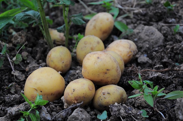 Patates Püresi İle Neler Yapılır?