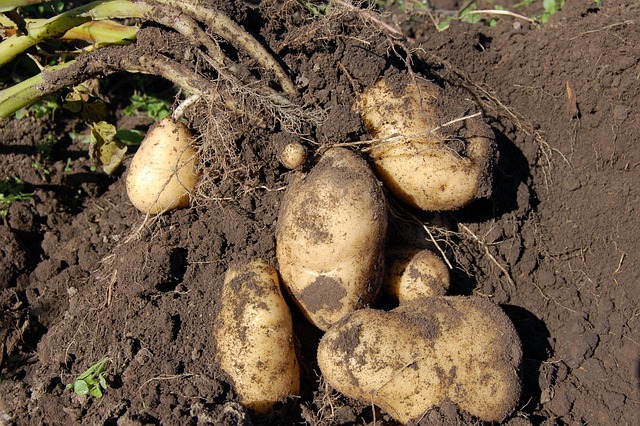 Patates Püresi Neden Sulu Olur?