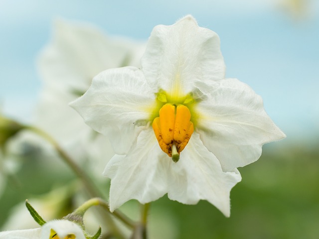 Patates Yemeği İçin En İyi Soğan Türü Patates Yemeği İçin En İyi Soğan Türü