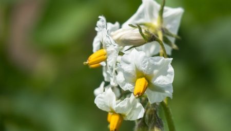 Patatesi Doğru Muhafaza Etmenin 8 Yolu