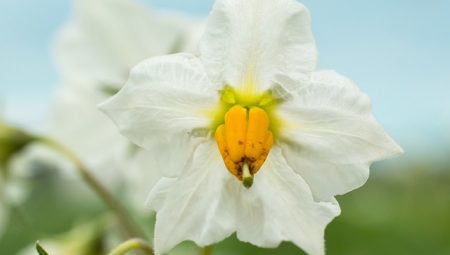 Patatesin Cilde Faydaları Nelerdir?