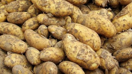 Patates Dolması İçin En İyi Patates Boyu
