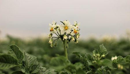 Patatesli Tost Kaç Dakika Pişirilmeli?