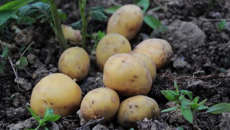 Patates Köftesi Hangi Yağda Kızartılmalı?